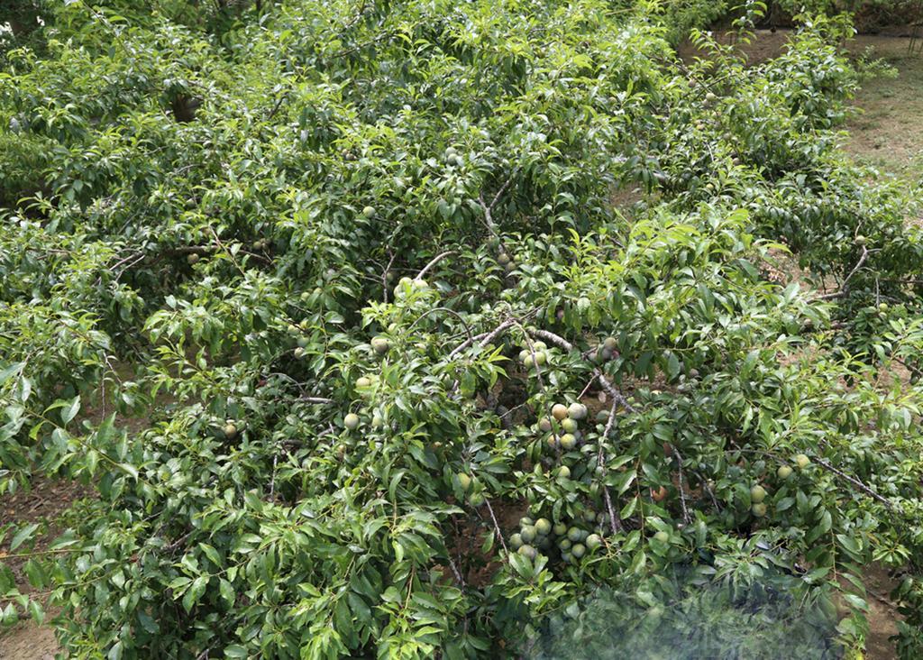 Ferienwohnung Sa House Bac Ha Exterior foto